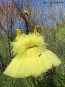 Girl Dress "BALLERINA" yellow edition 1