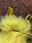 Girl Dress "BALLERINA" yellow edition 7