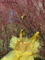 Girl Dress "BALLERINA" yellow edition 11